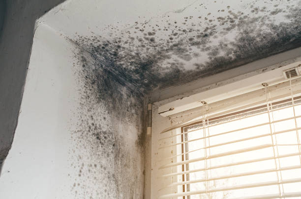 Affordable Mold Cleanup solutions in Princeton Junction, NJ